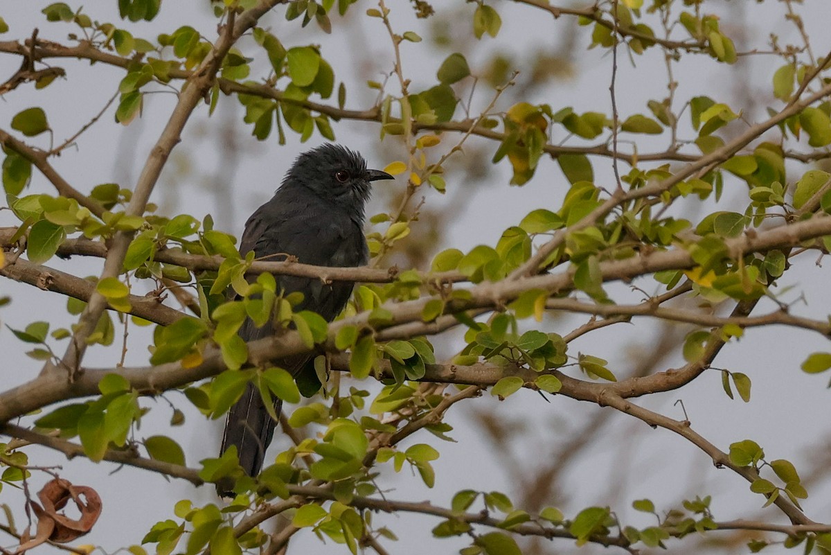 ハイバラカッコウ - ML646097633