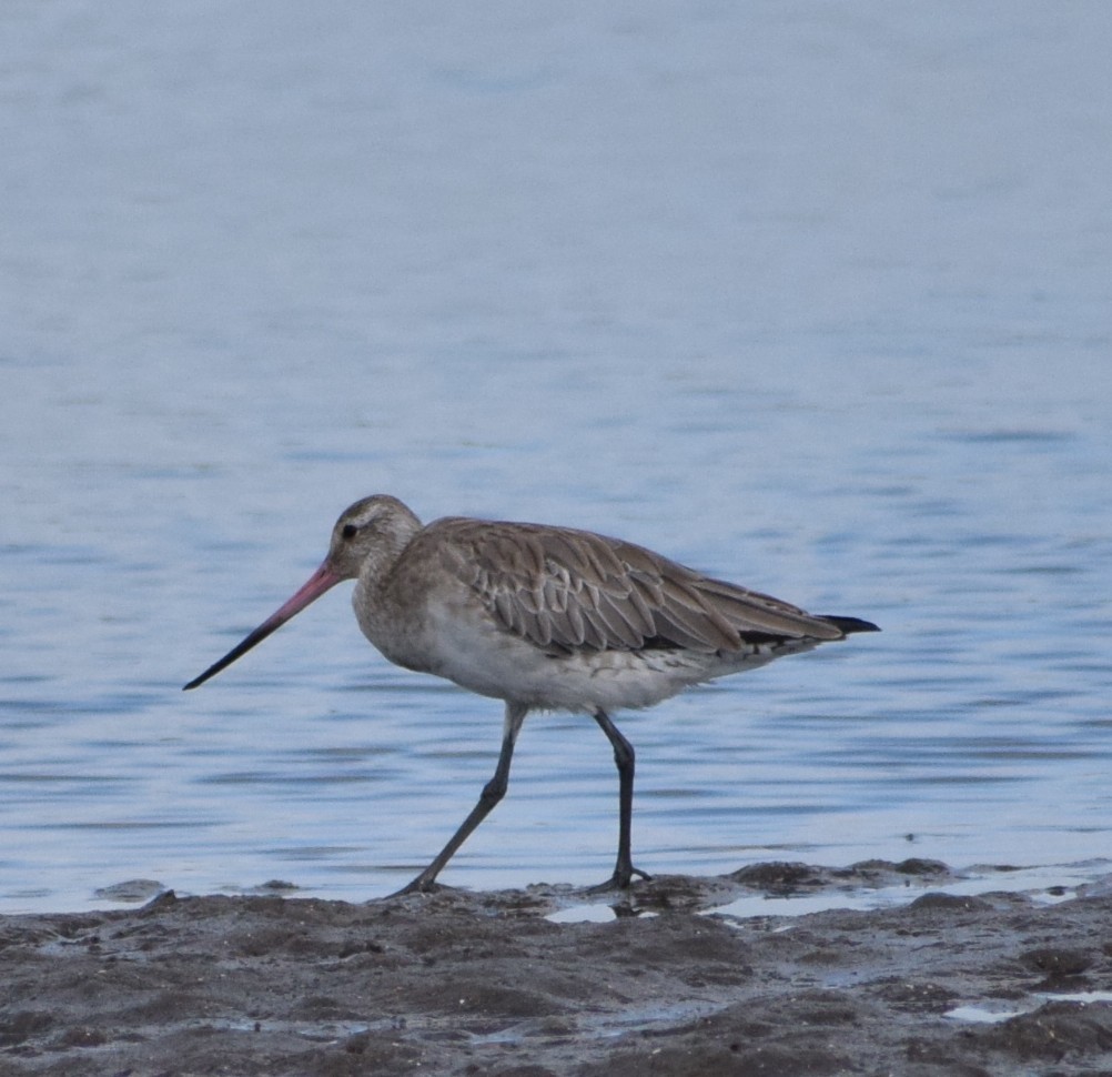 オオソリハシシギ - ML646097634