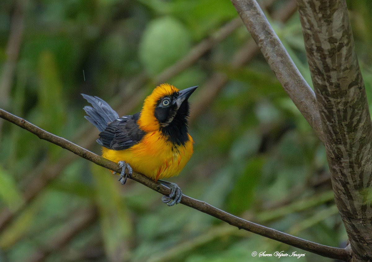 Orange-backed Troupial - ML646097642