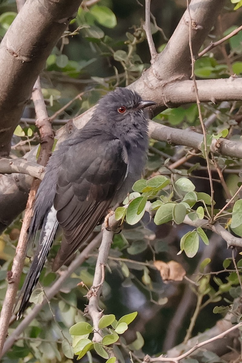 kukačka šedobřichá - ML646097645