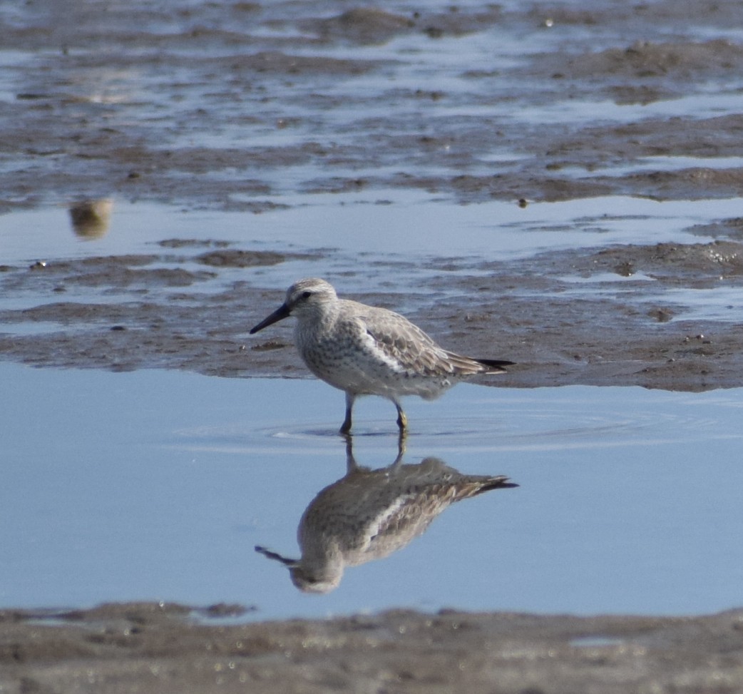 Great Knot - ML646097648