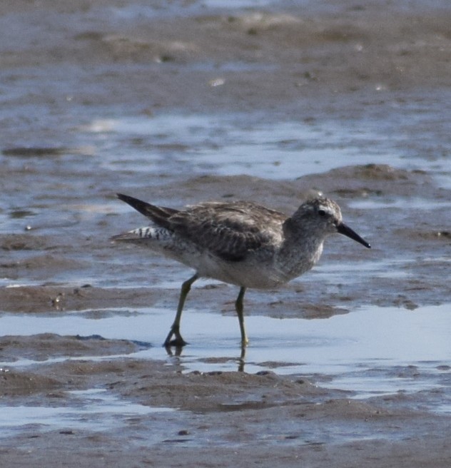 Great Knot - ML646097649