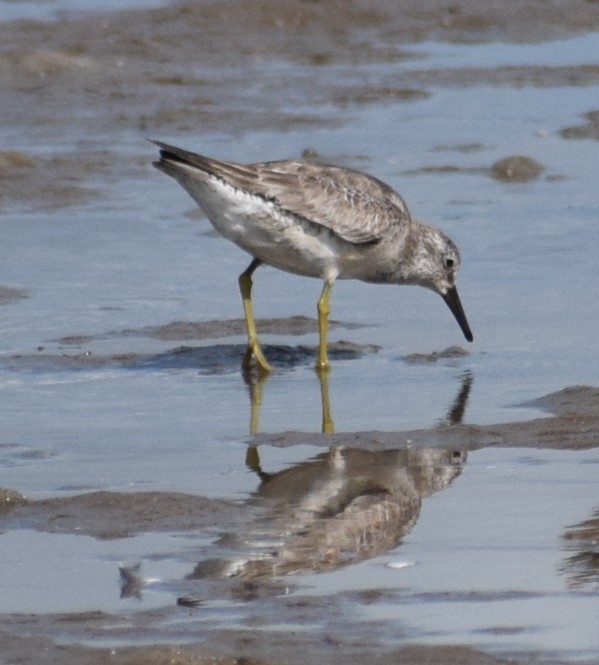 Red Knot - ML646097650
