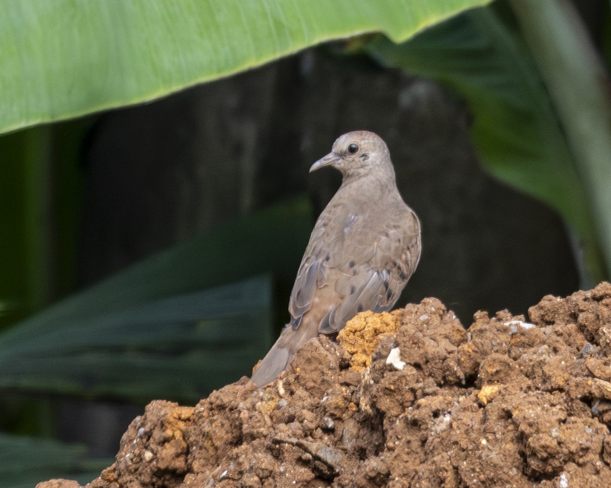 Ruddy Ground Dove - ML646097651