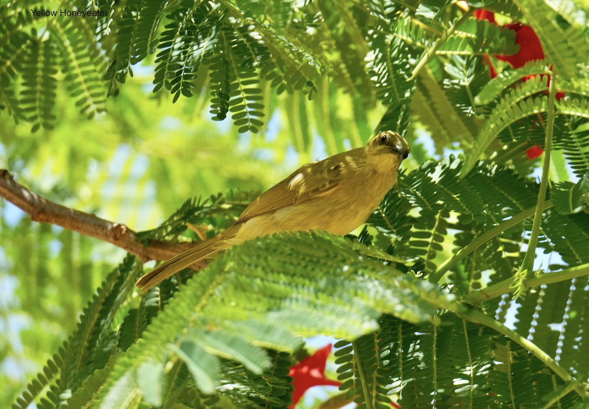 Yellow Honeyeater - ML646097654