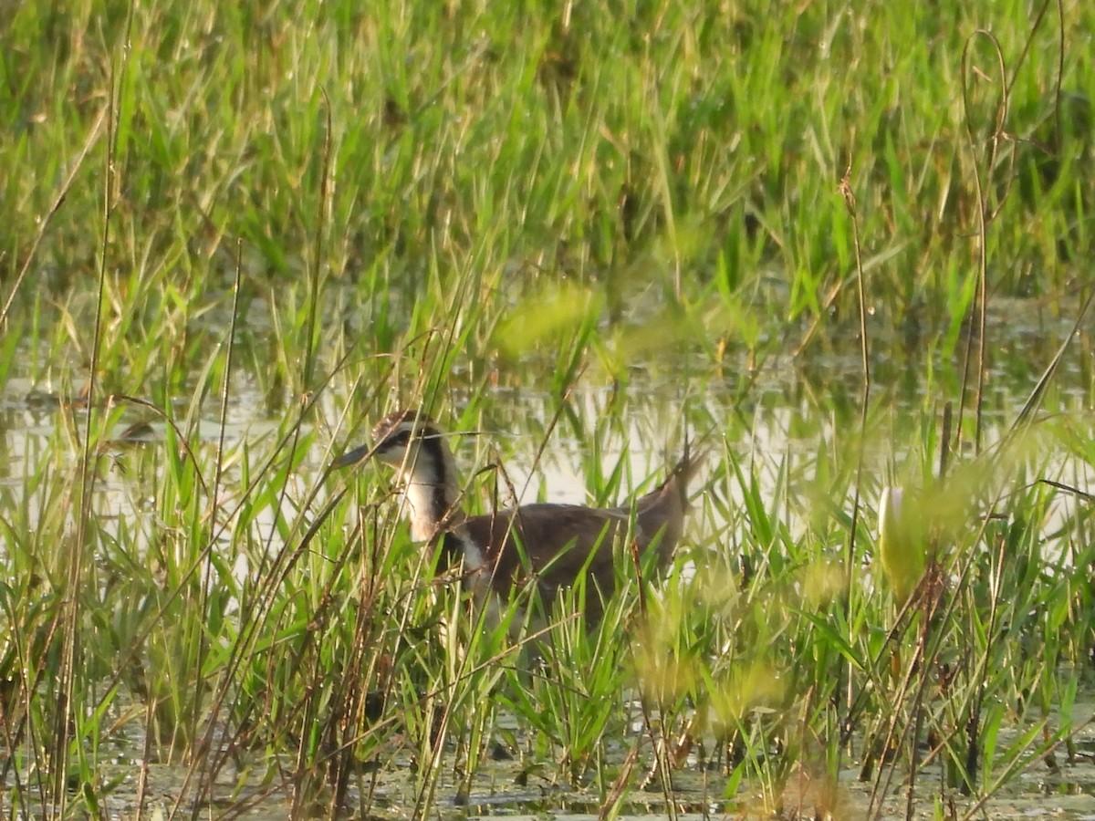 fasanbladhøne - ML646097656