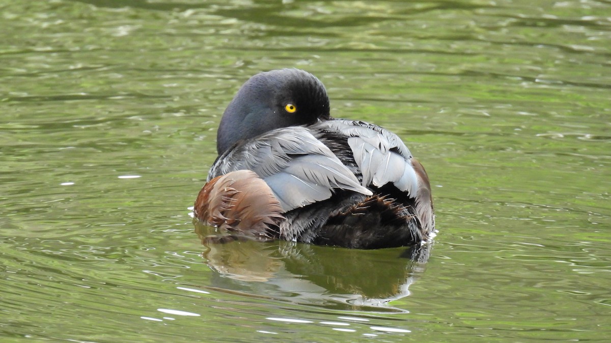New Zealand Scaup - ML646097659