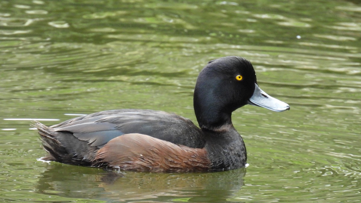 New Zealand Scaup - ML646097660