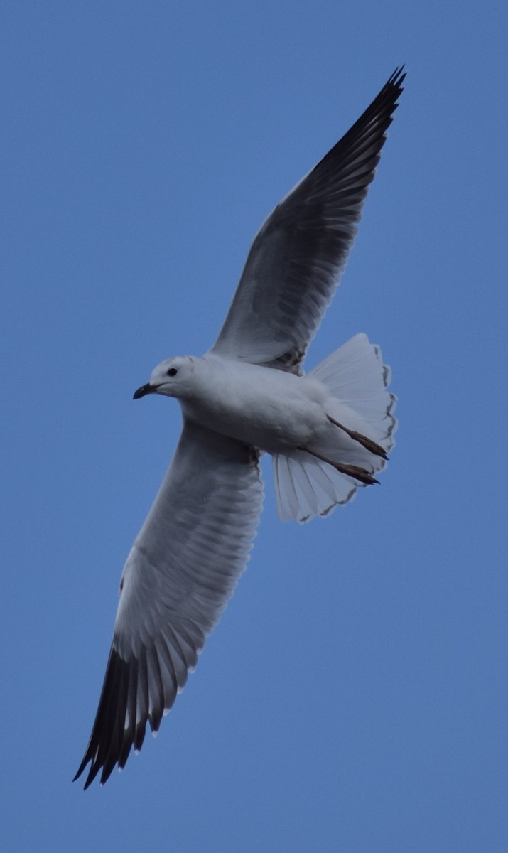 Silver Gull - ML646097661