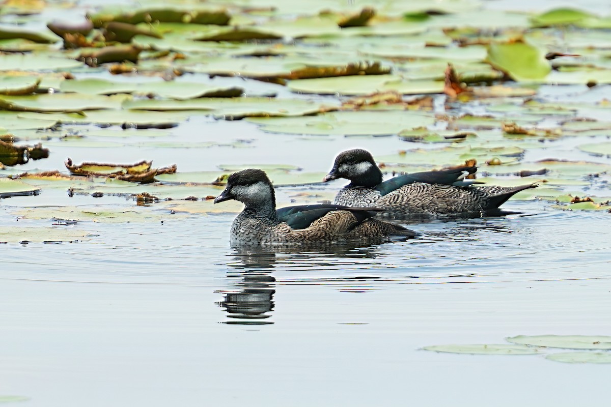 Green Pygmy-Goose - ML646097664