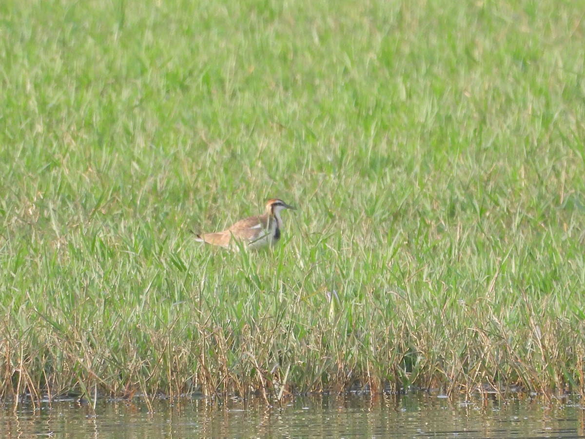 Pheasant-tailed Jacana - ML646097665