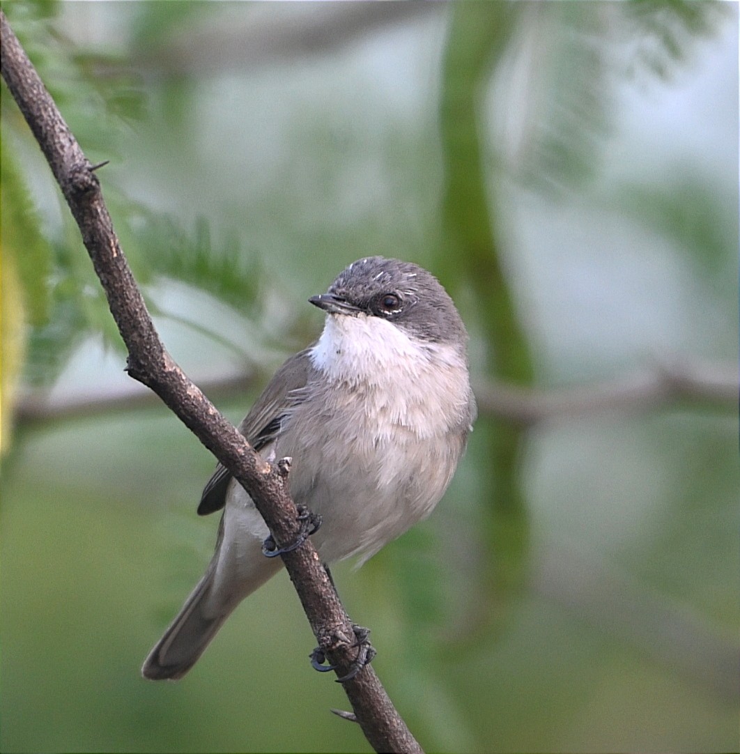 Bigiarella - ML646097666