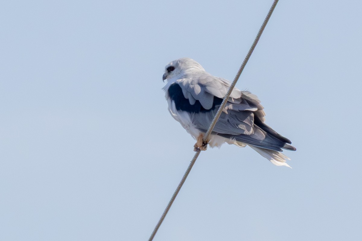 White-tailed Kite - ML646097667