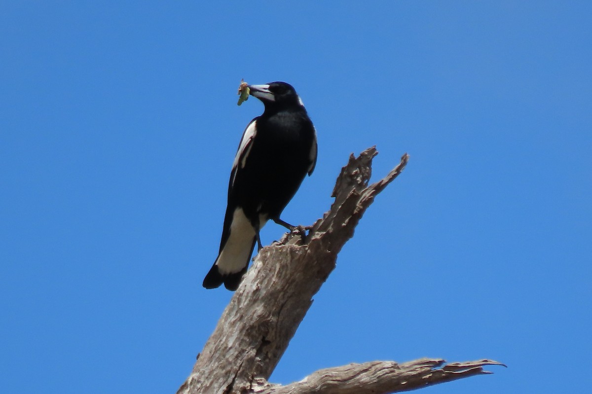 Australian Magpie - ML646097669