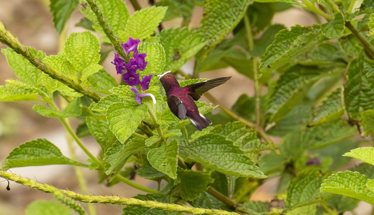 Snowcap - ML646097670