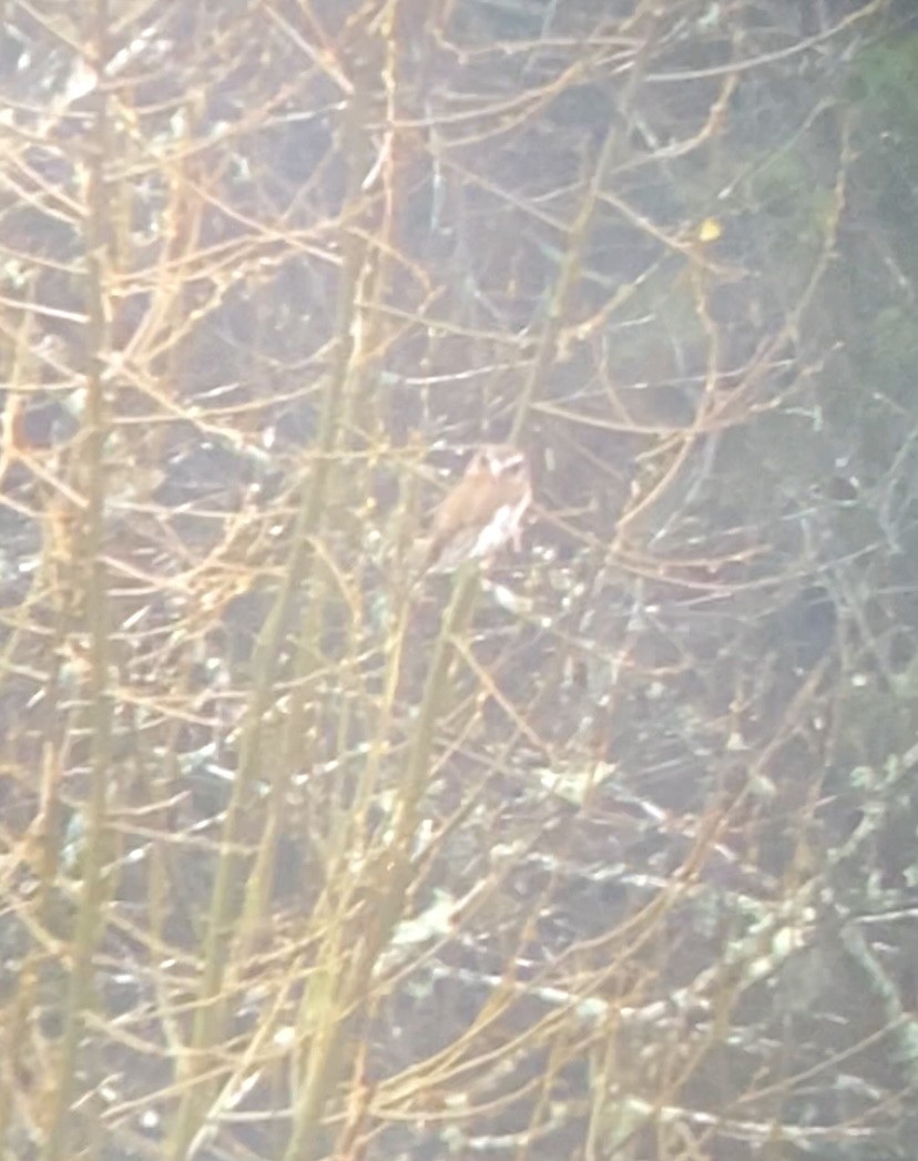 Northern Pygmy-Owl - ML646097673
