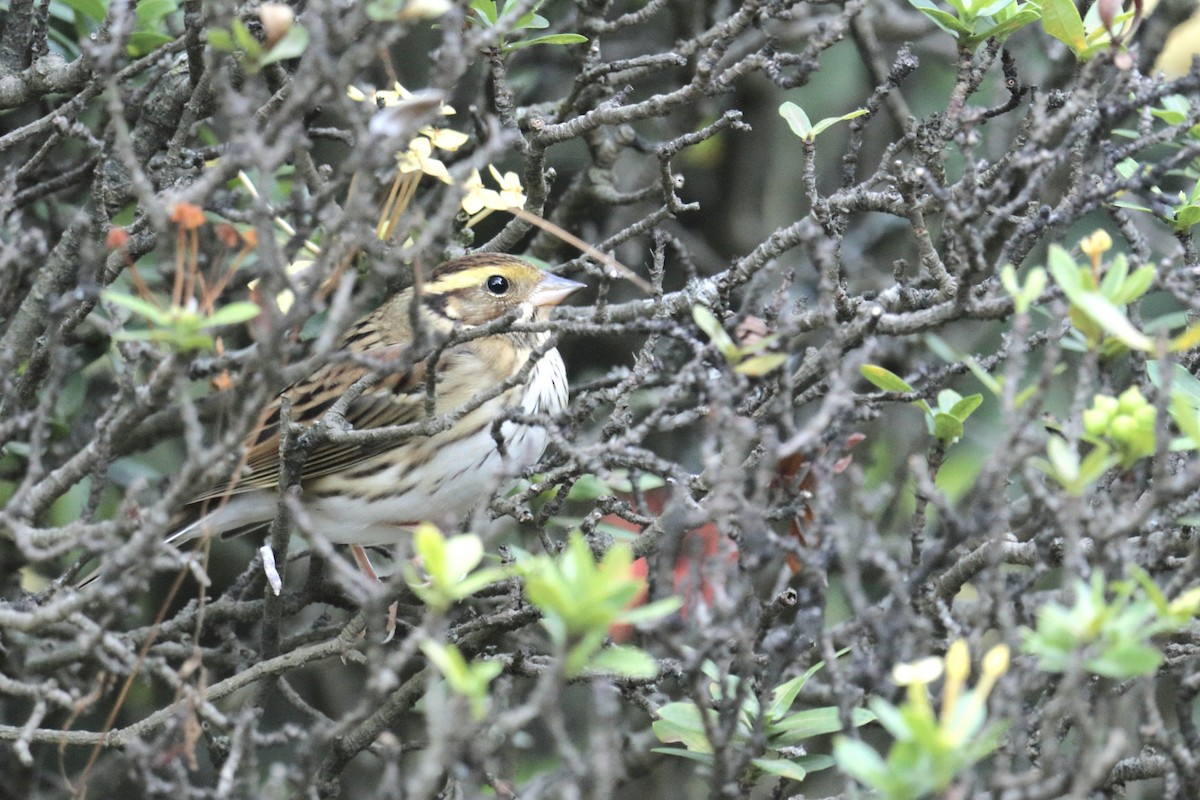 Yellow-browed Bunting - ML646097674