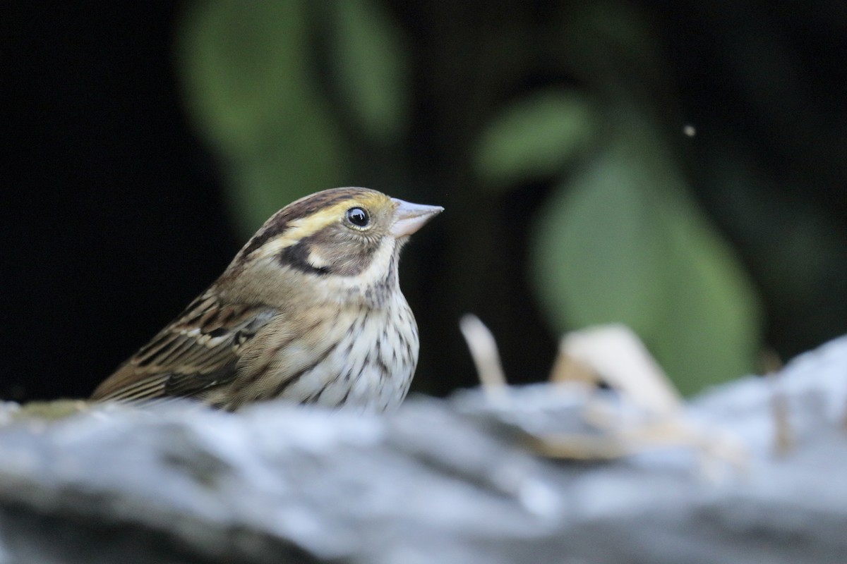 Yellow-browed Bunting - ML646097675