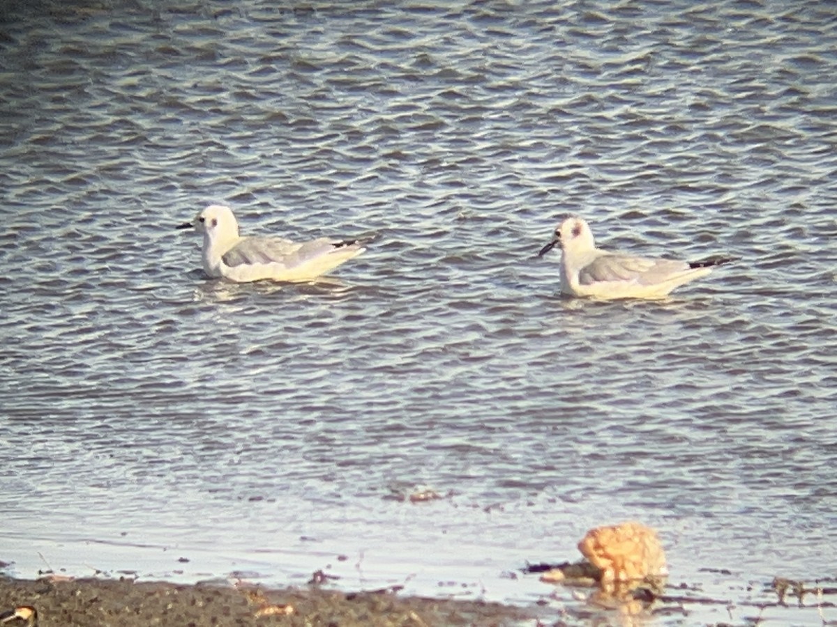 Gabbiano di Bonaparte - ML646097676