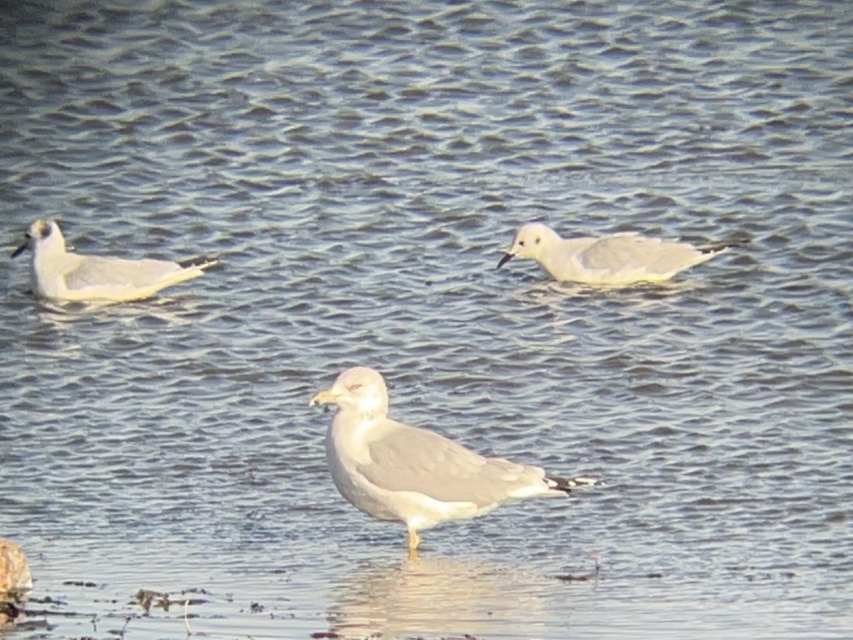 Gabbiano di Bonaparte - ML646097677