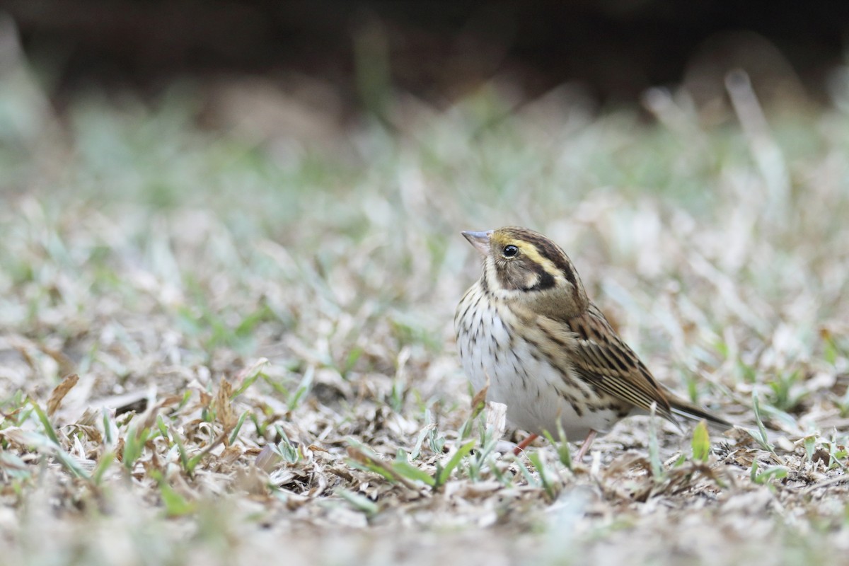 Yellow-browed Bunting - ML646097678