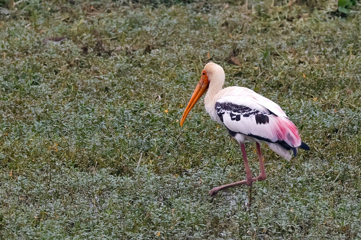 Painted Stork - ML646097685