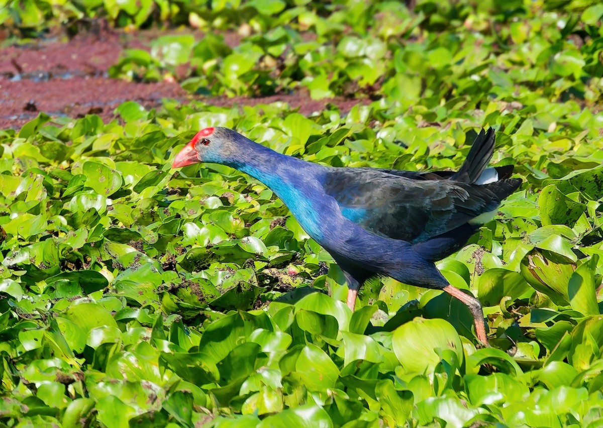 Pollo sultano testagrigia - ML646097686