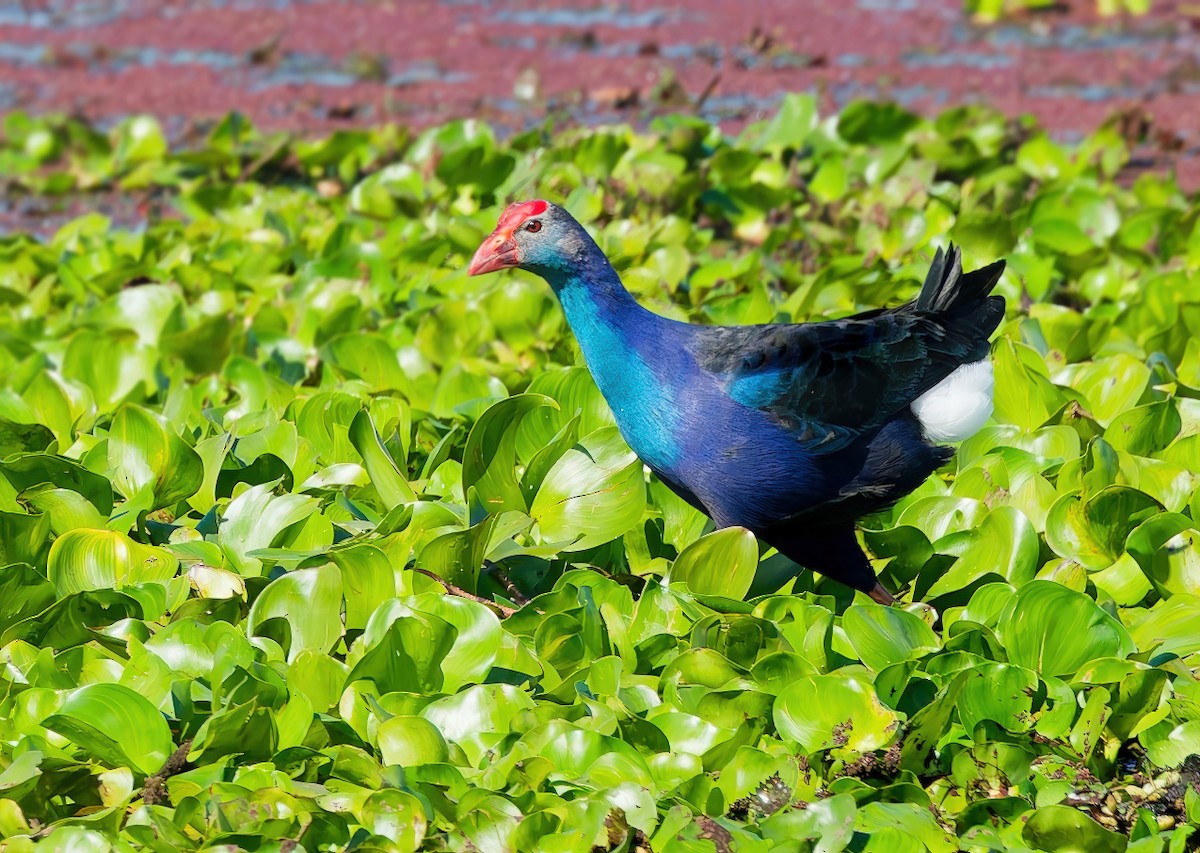 Pollo sultano testagrigia - ML646097687