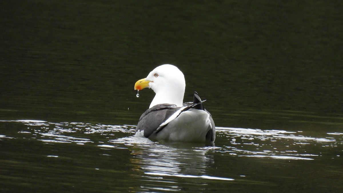 Kelp Gull - ML646097688