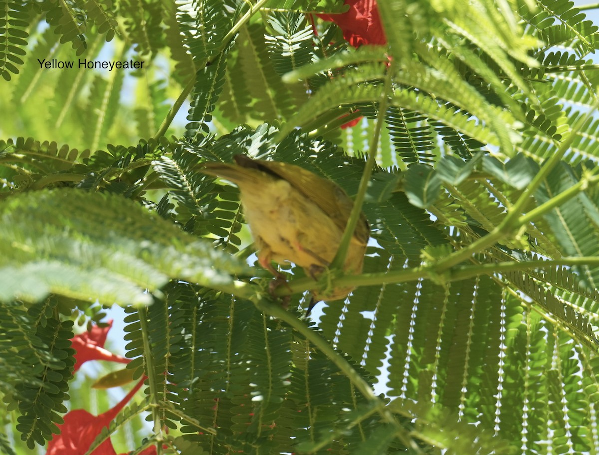 Yellow Honeyeater - ML646097689