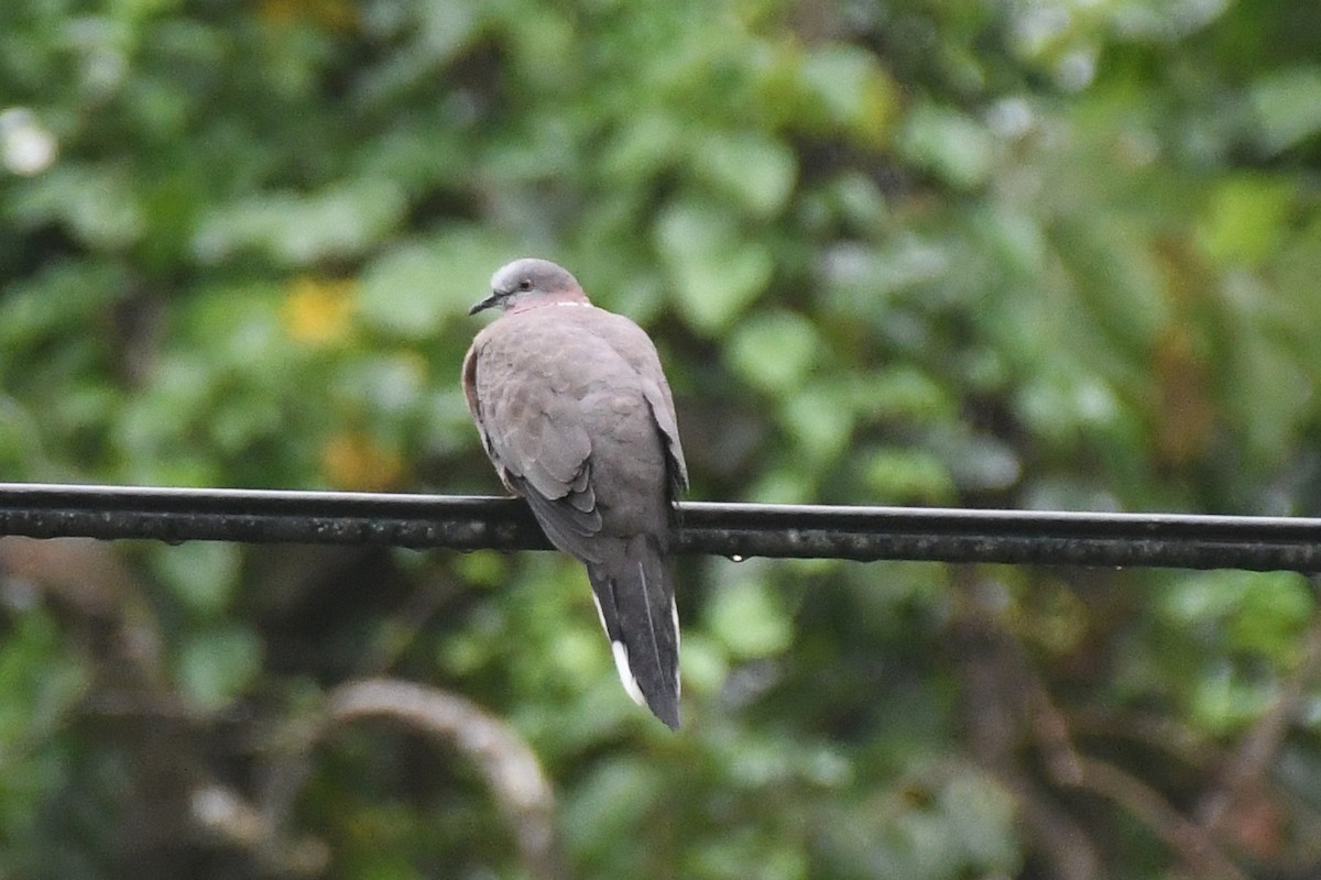 Spotted Dove (Eastern) - ML646097691