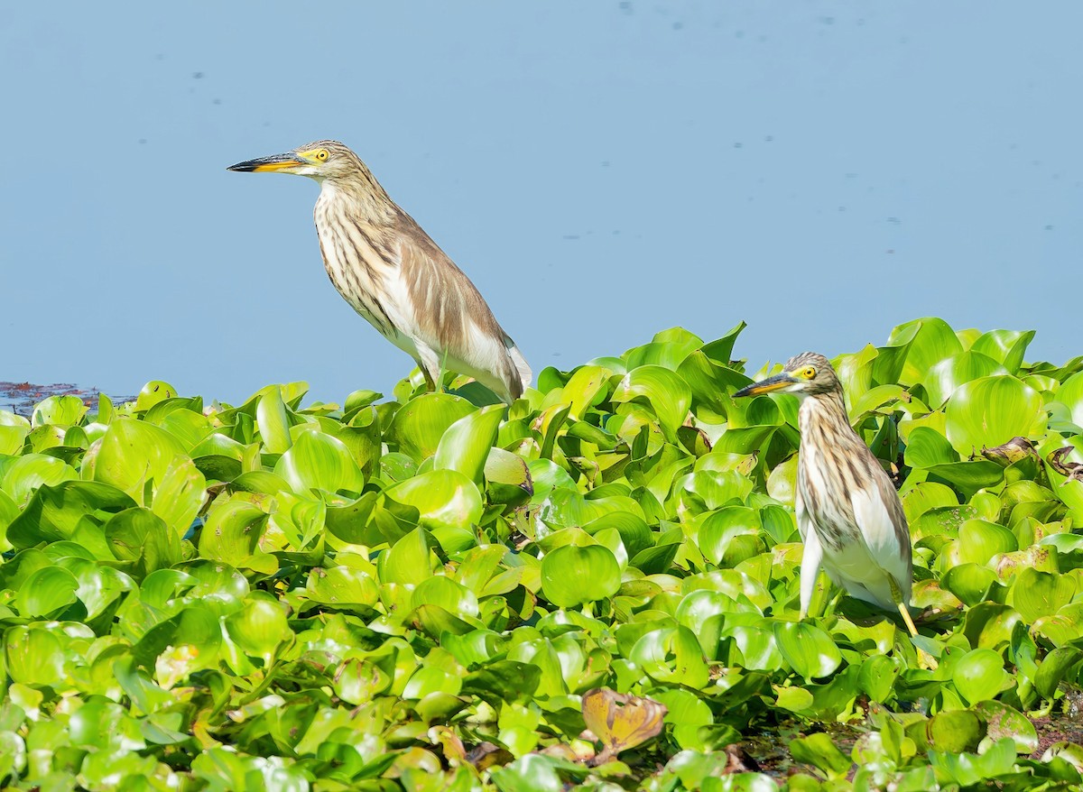 pond-heron sp. - ML646097692
