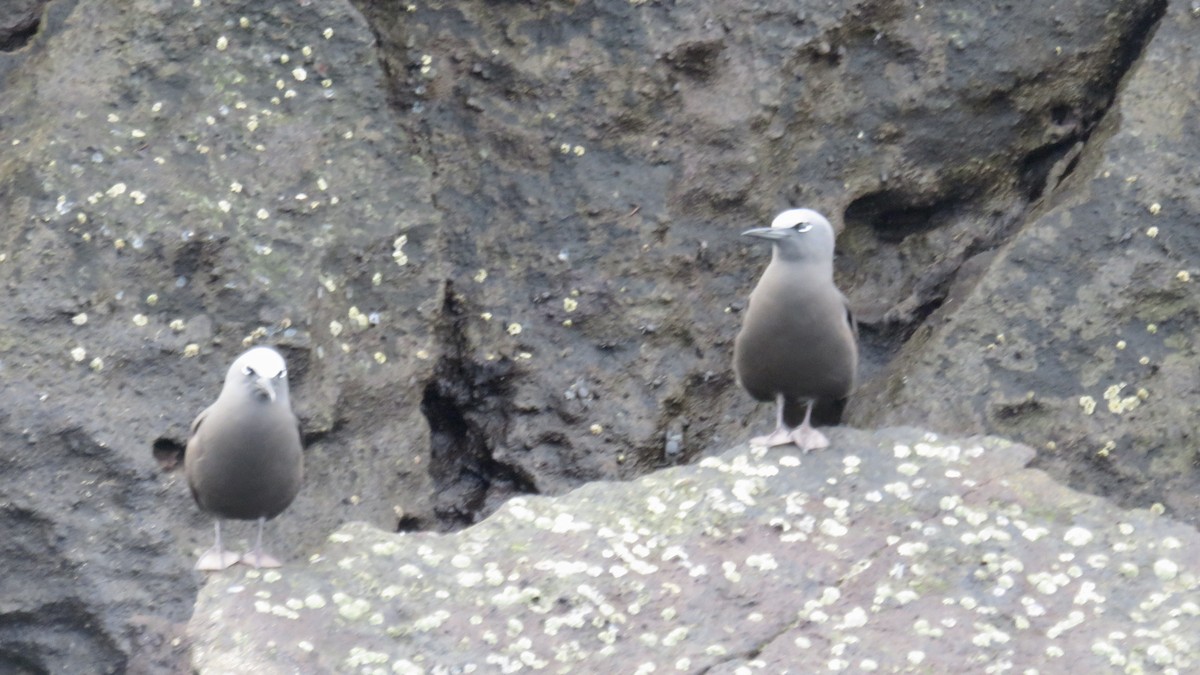 Brown Noddy - ML646097693