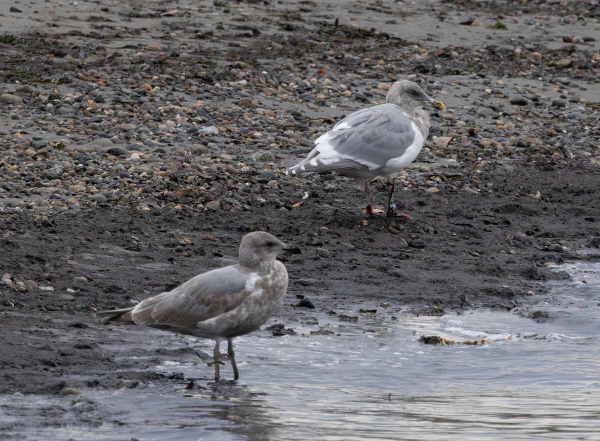 Western x Glaucous-winged Gull (hybrid) - ML646097694