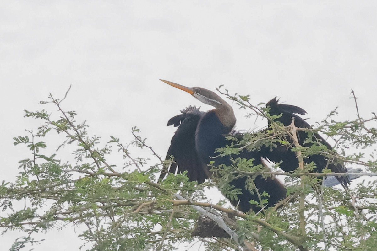 Oriental Darter - ML646097695