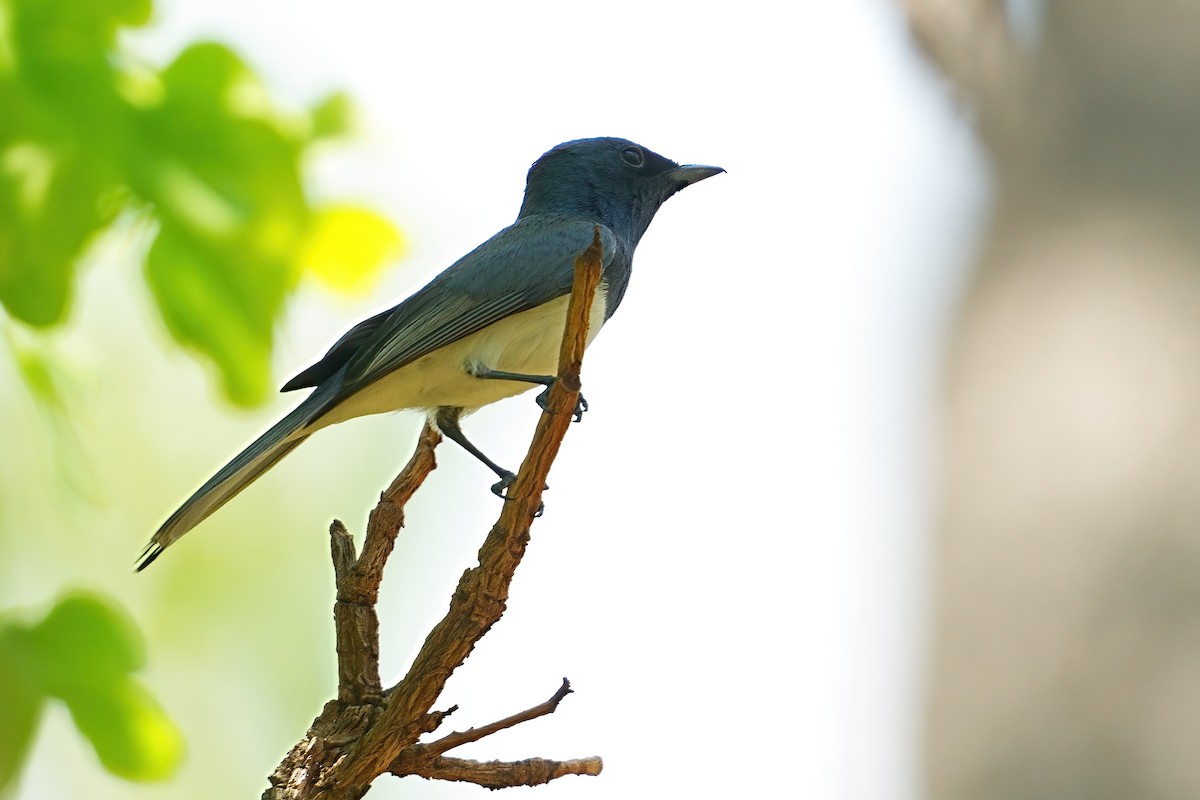Leaden Flycatcher - ML646097697