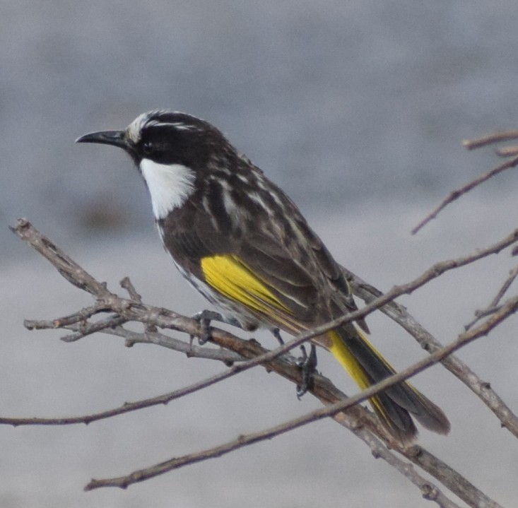 White-cheeked Honeyeater - ML646097698