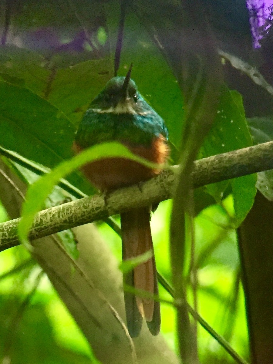 Rufous-tailed Jacamar - ML646097703