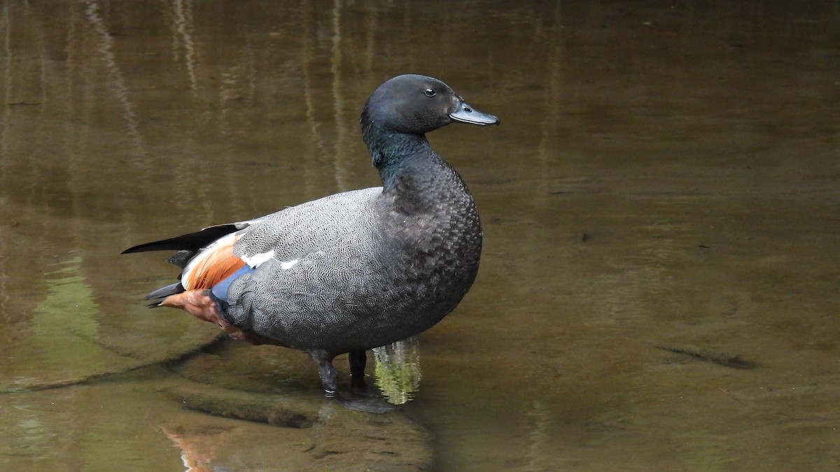 Tarro Maorí - ML646097710