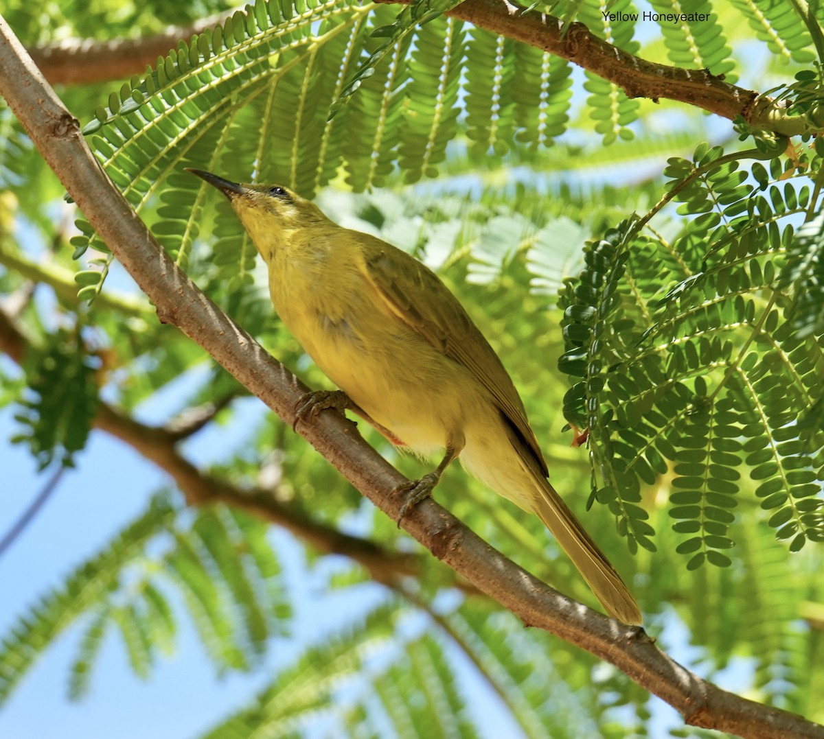 Yellow Honeyeater - ML646097711