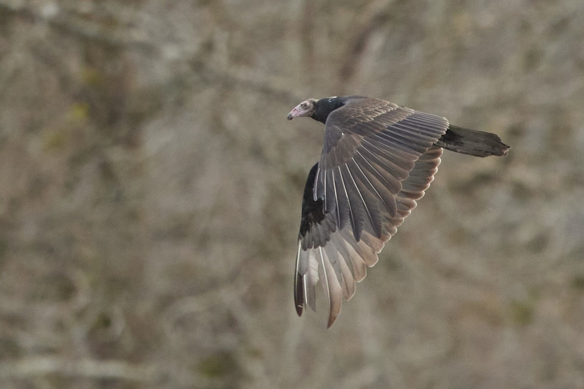 Turkey Vulture - ML646097718