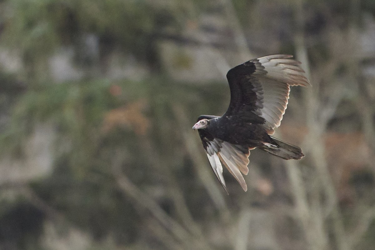 Turkey Vulture - ML646097719