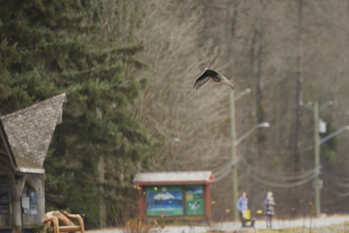 Turkey Vulture - ML646097720