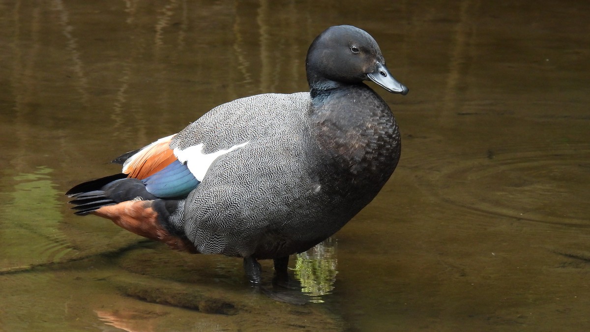 Tarro Maorí - ML646097724