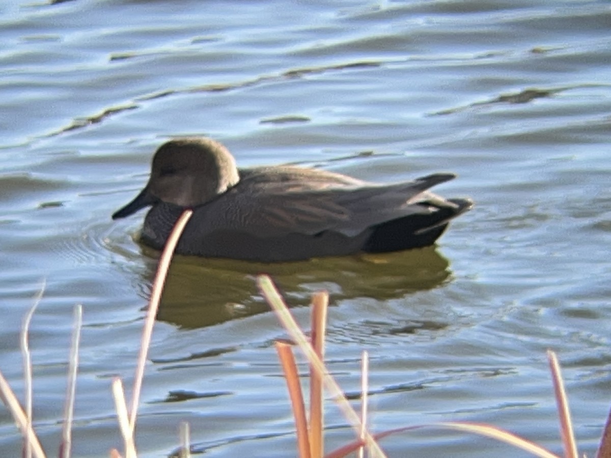 Gadwall - ML646097727