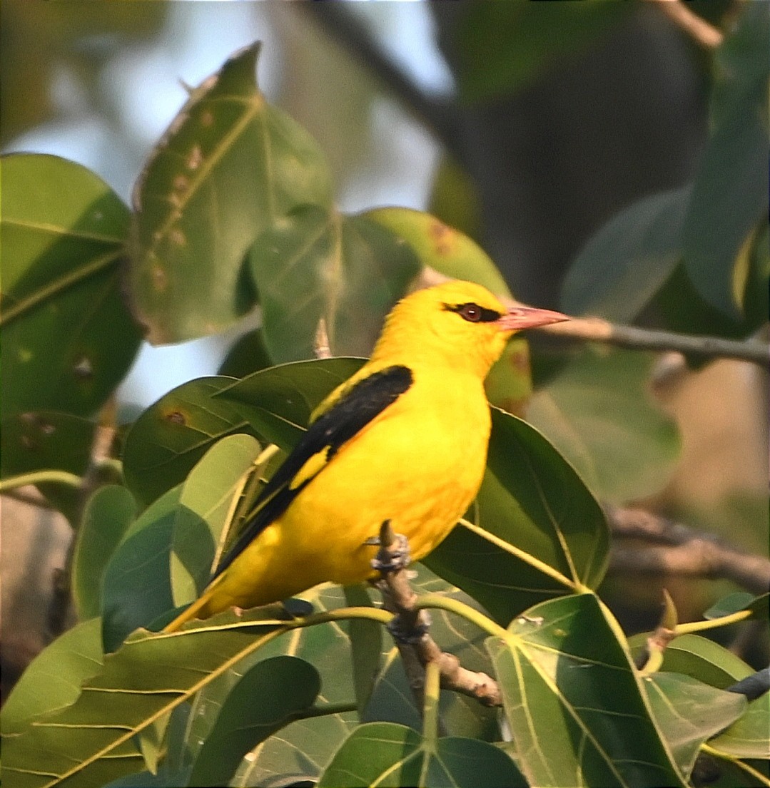 Loriot indien - ML646097729