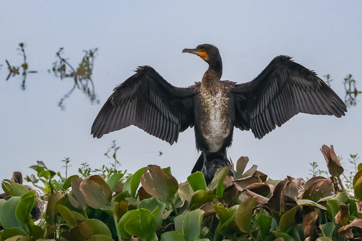 Great Cormorant - ML646097734