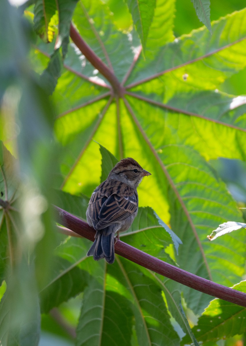 Chipping Sparrow - ML646097737
