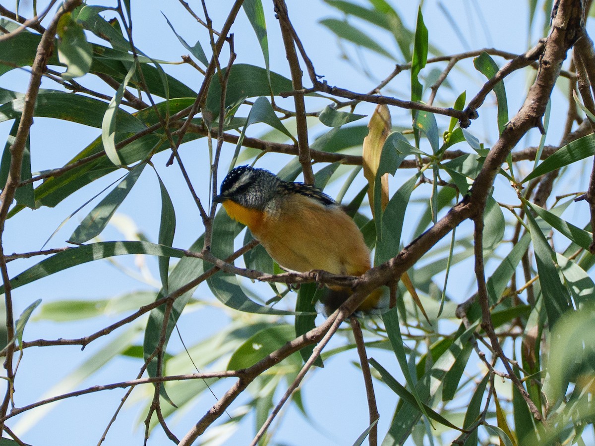 Spotted Pardalote - ML646097738