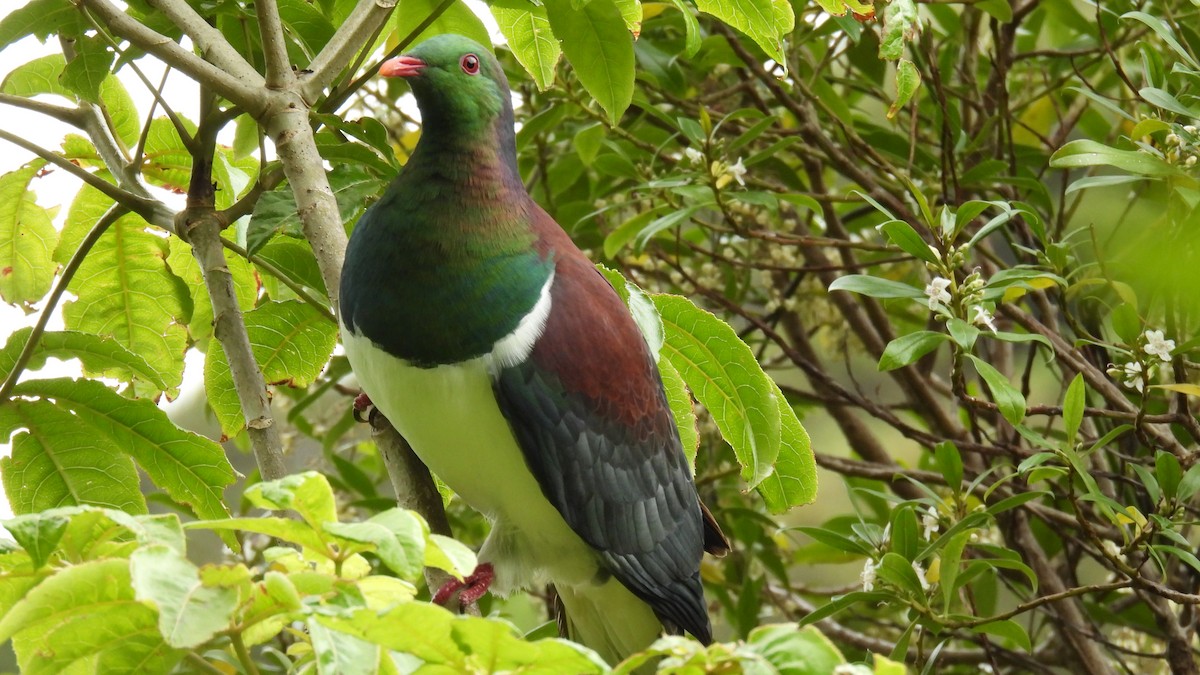 New Zealand Pigeon - ML646097742